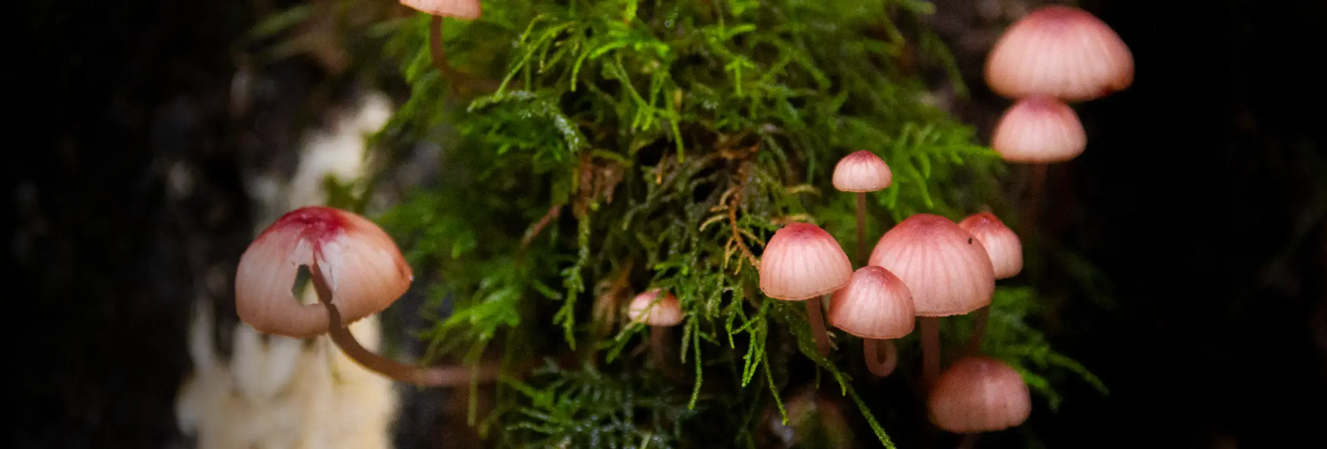 Descubra o Reino Fungi