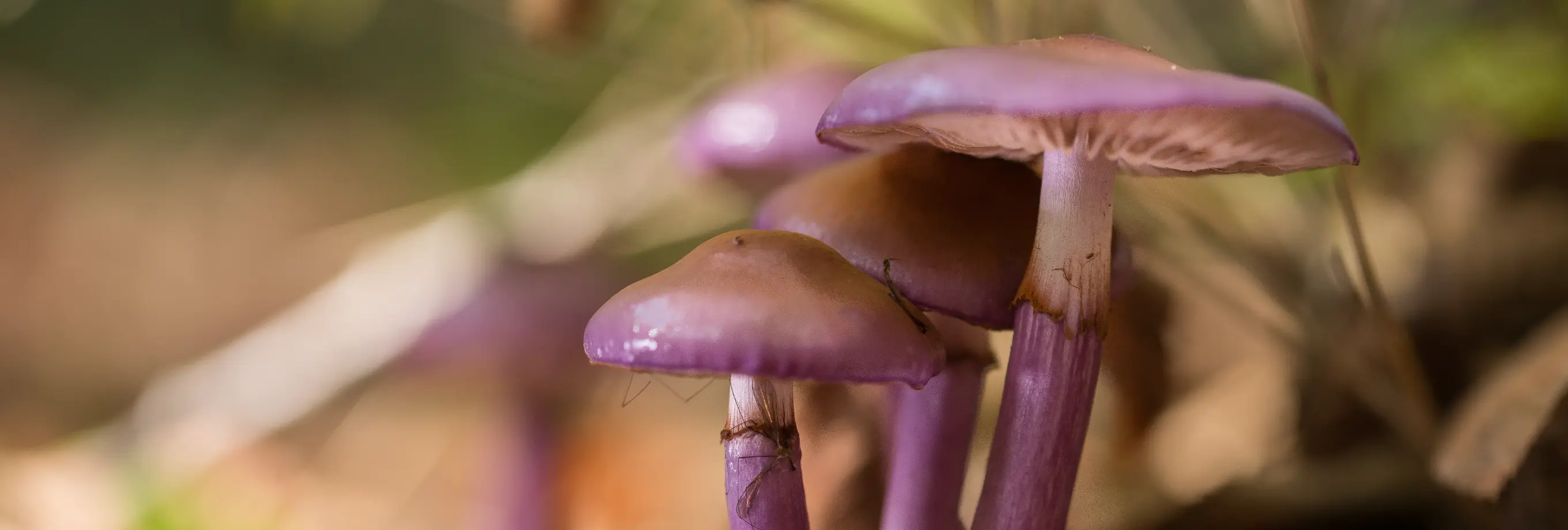 Descubre Reino Fungi