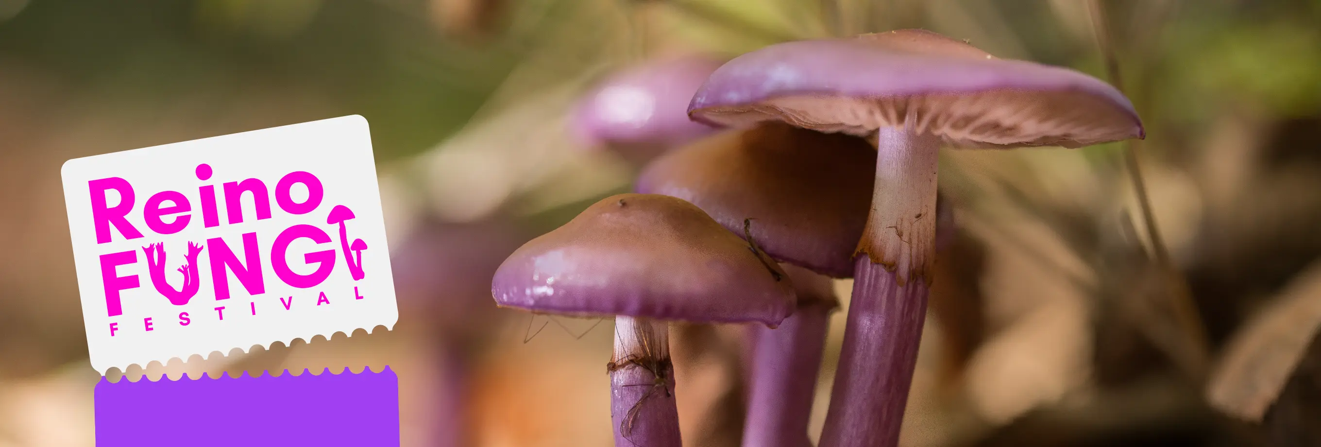 Festival Reino Fungi
