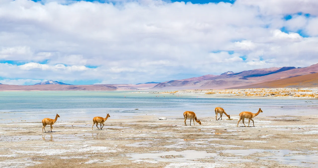 Lagunas altiplánicas en Atacama: un espejo azul en los Andes