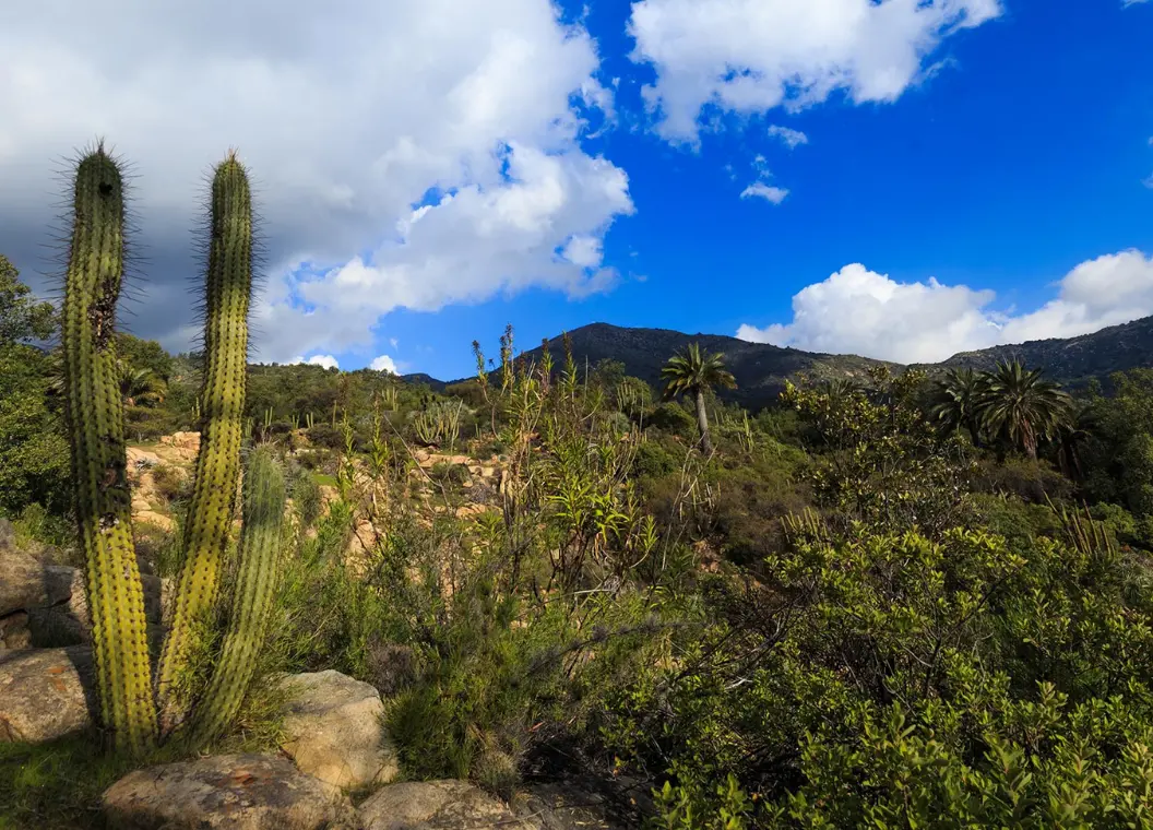 Qué hacer en Olmué