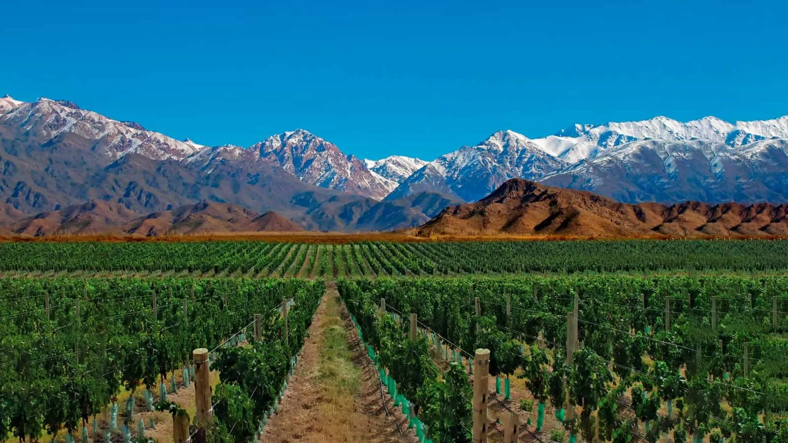 Las 10 Mejores Cosas Que Hacer en Provincia de Mendoza (2026) | Tur.com
