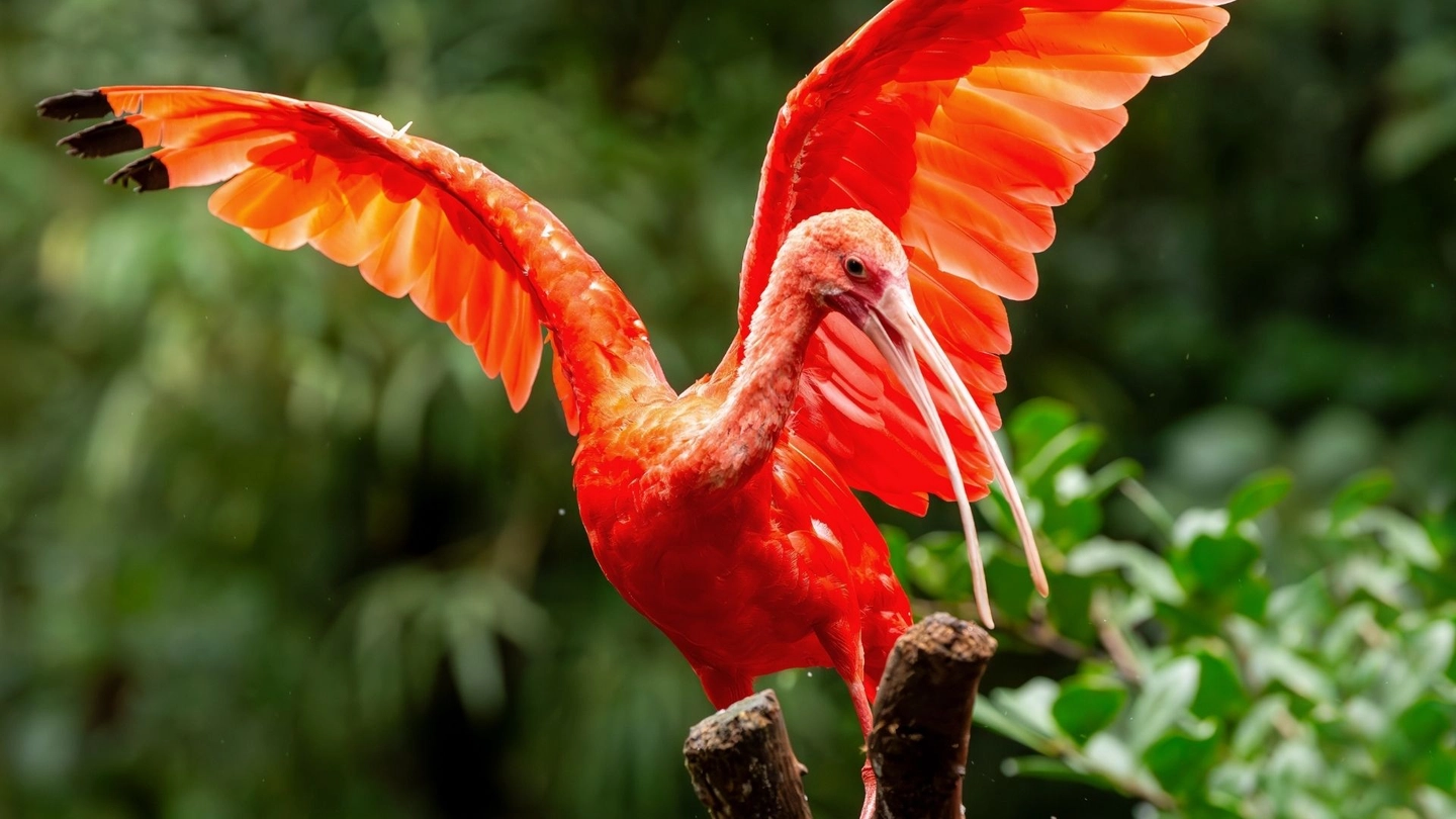 Circuito Cataratas Brasil con Parque de Aves desde Foz do Iguaçu