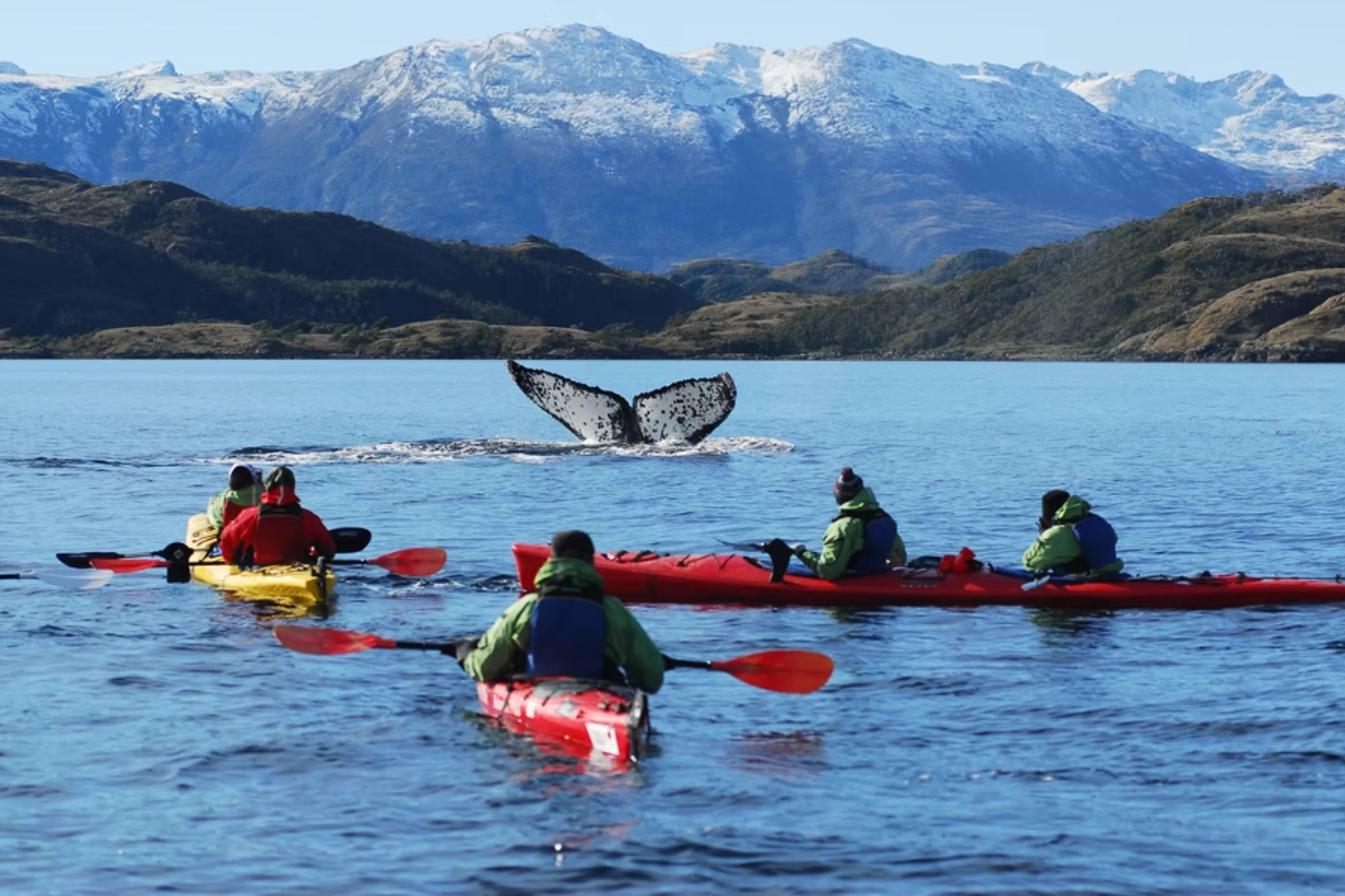 Kayak con Ballenas