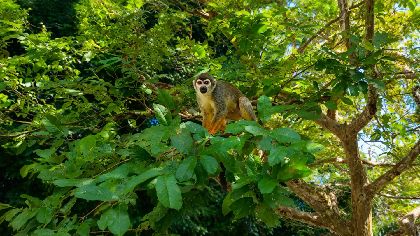 Iquitos selva mágica 4 días/ 3 noches selva