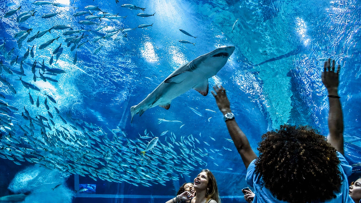 Tour al AquaRio y Zona Portuaria desde Río de Janeiro Medio Día