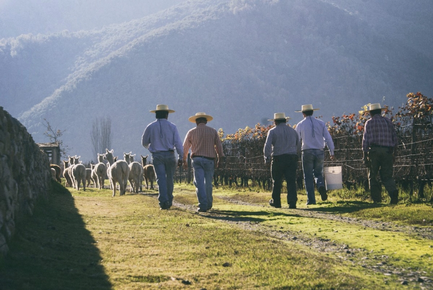 Tour Orgánico Gê en Viña Emiliana