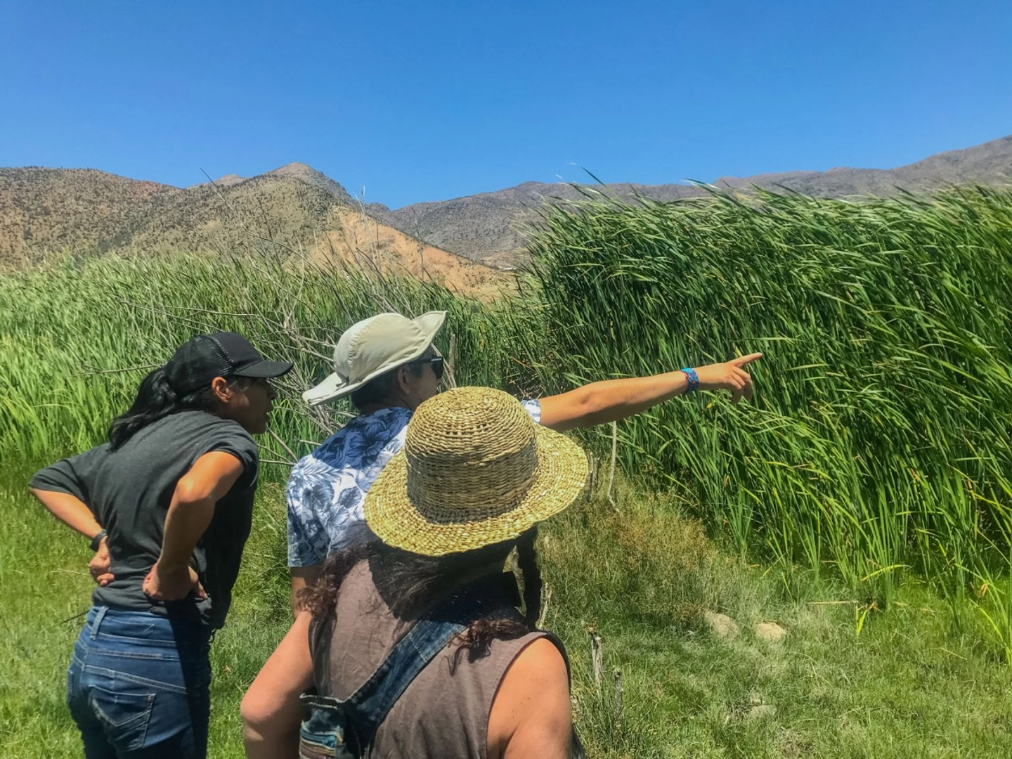 Ruta de la Totora: Patrimonio Vivo Indígena del Valle de Elqui