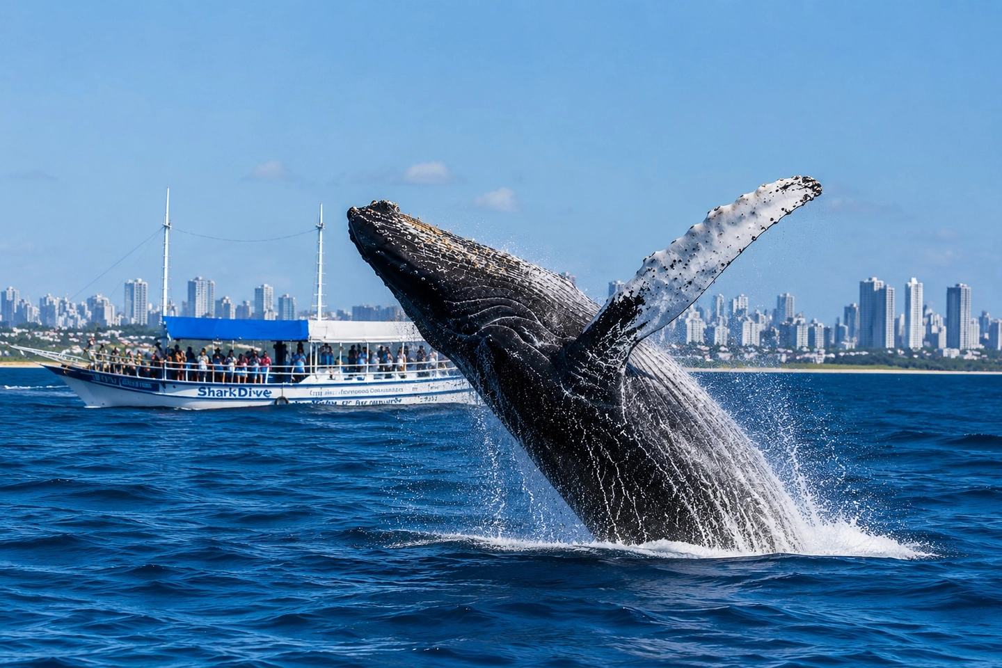 Avistamiento de ballenas en Salvador