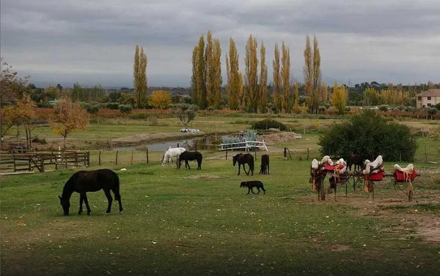 Cabalgata Familiar Criolla en Lunlunta en Mendoza