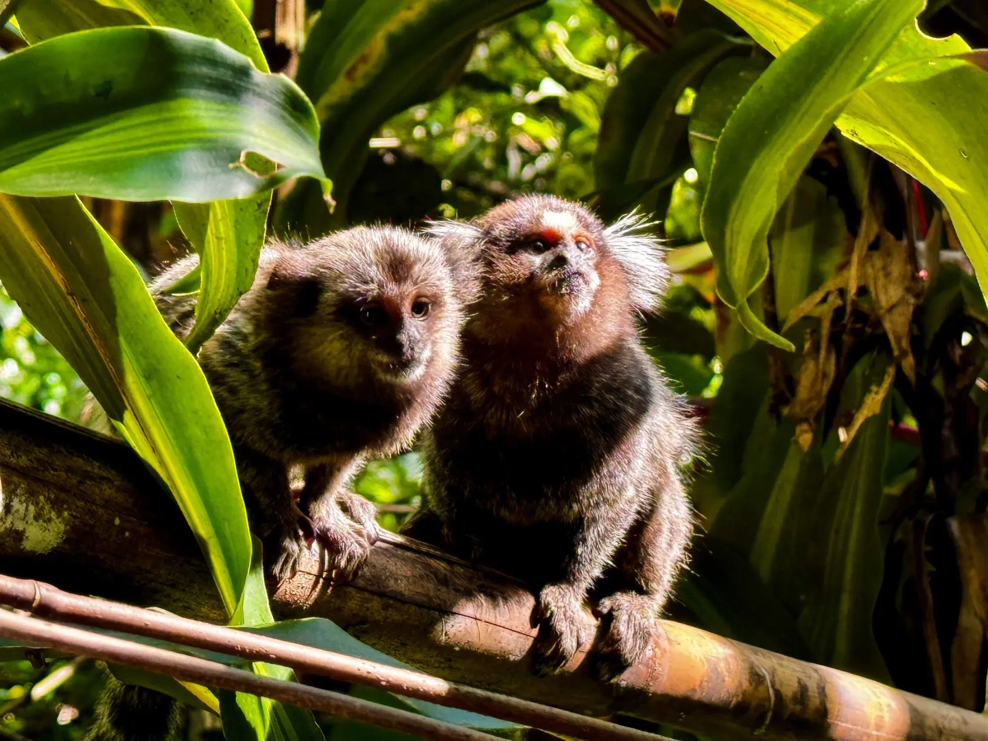 Caminata por cascadas y cuevas en la Selva de Tijuca en Río