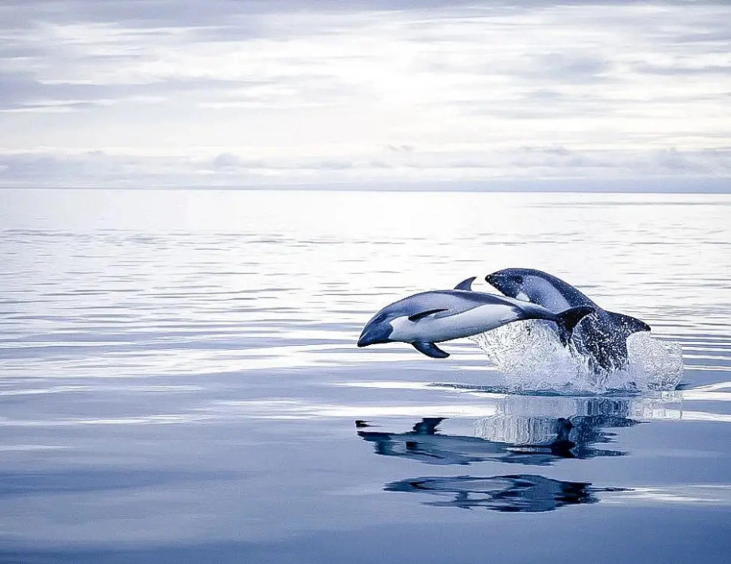 Tour de avistamiento de delfines en Punta Arenas: una experiencia familiar