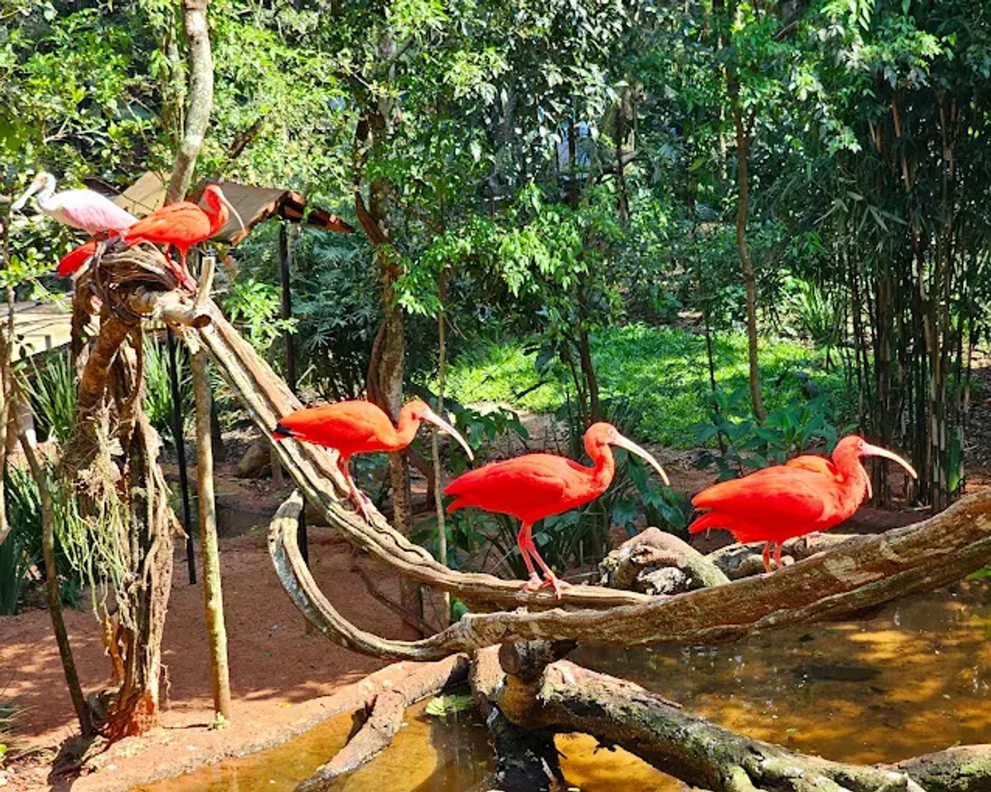 Entrada al Parque das Aves en Foz do Iguaçu con recorrido natural