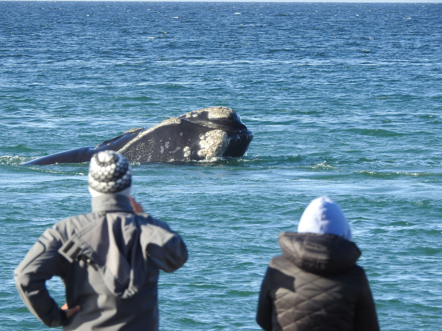 El Doradillo: Avistaje Costero de Ballenas