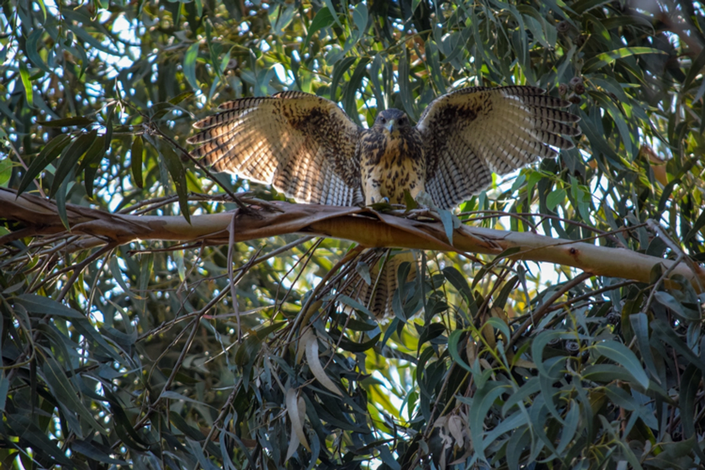 Rapaces de Parque Cordillera: Guardianes del Cielo