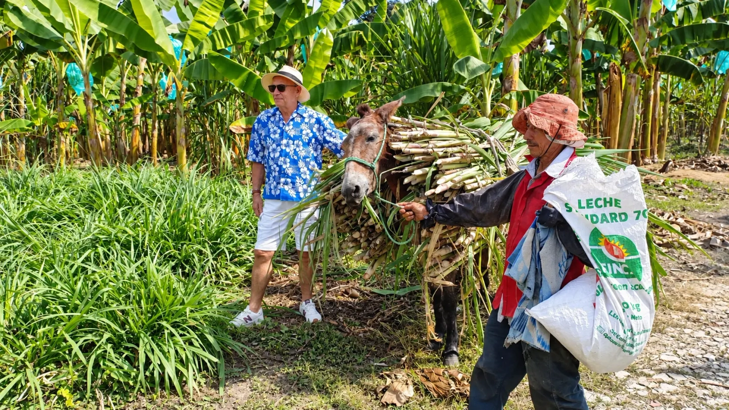 Tour de caña y trapiche