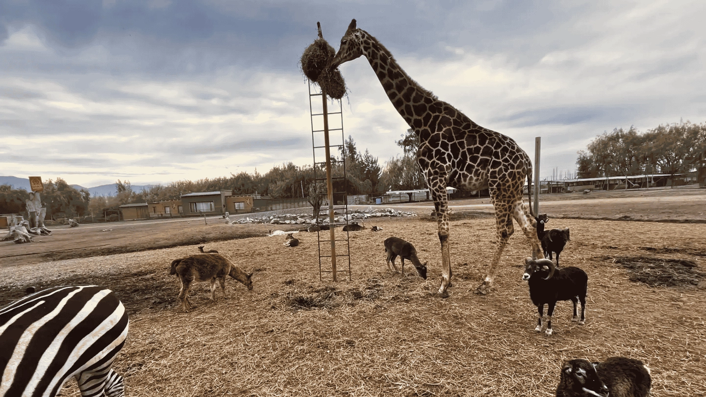 Parque Safari