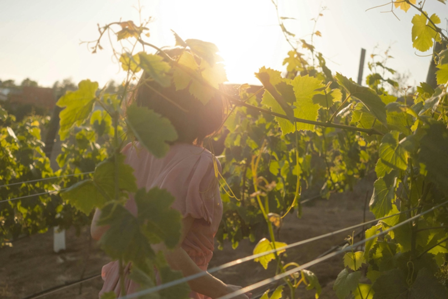 VENDIMIA CONCHA Y TORO 2026