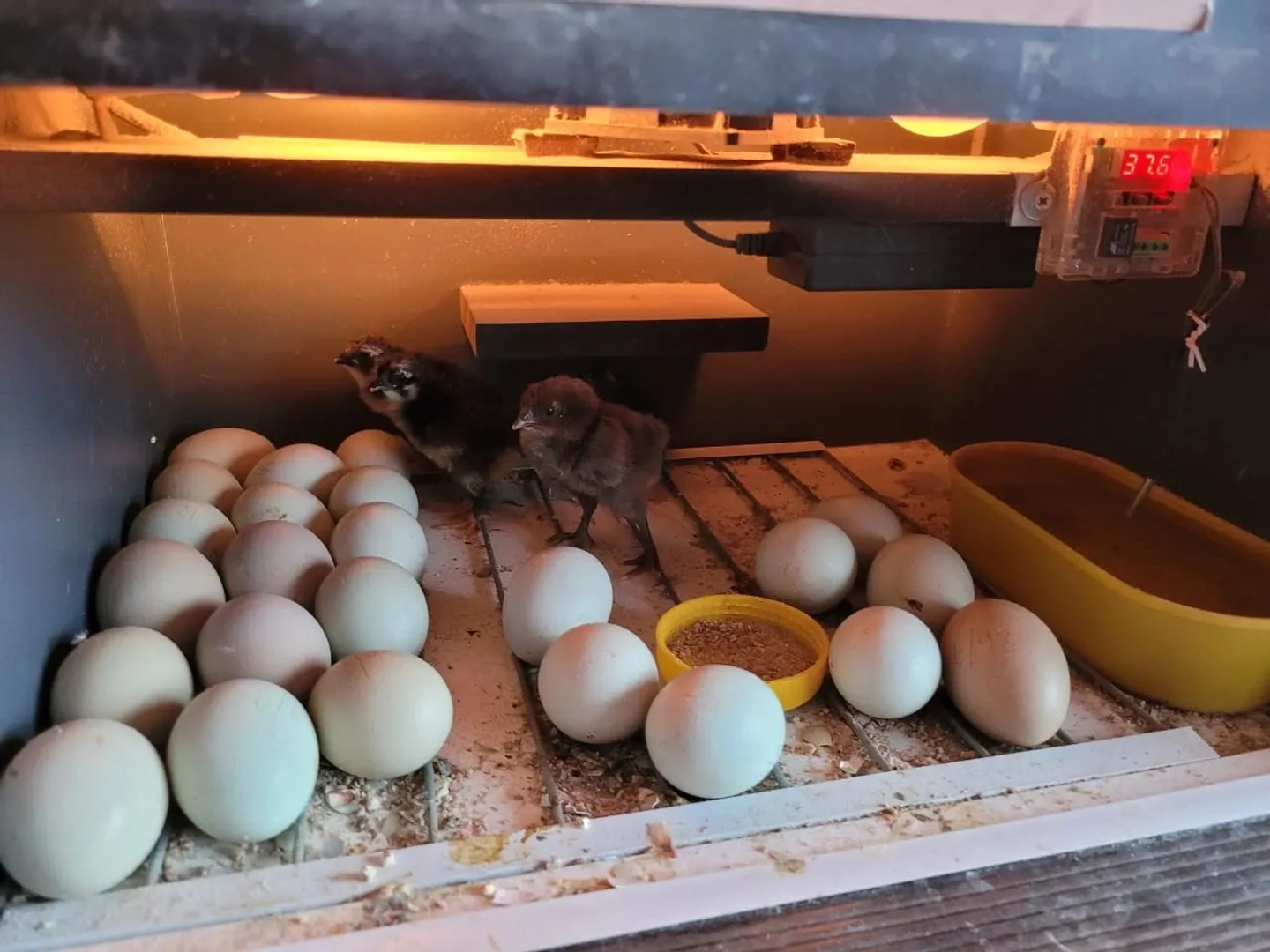 Caminata con Raquetas en Volcán Lanín y Merienda