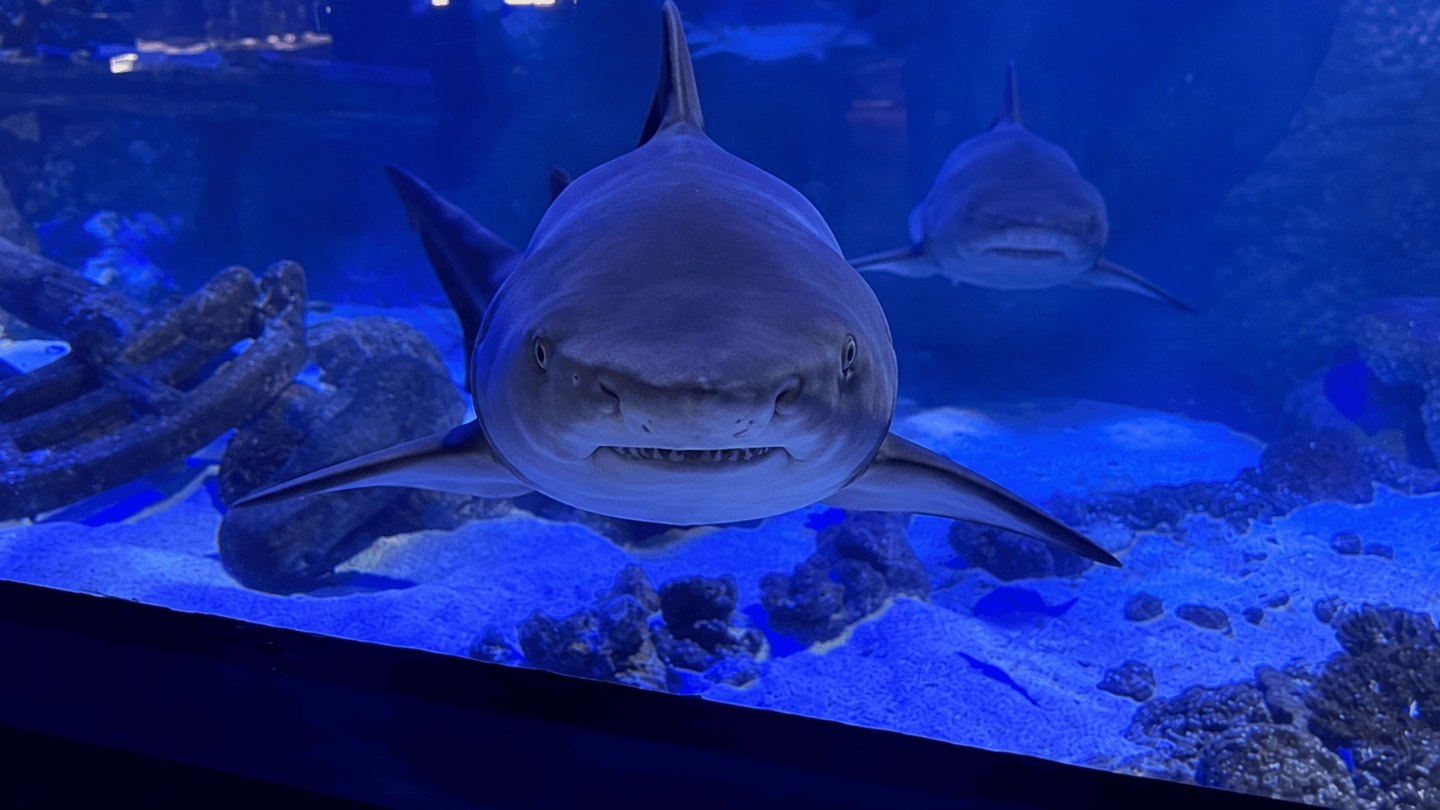 Oceanic Aquarium
