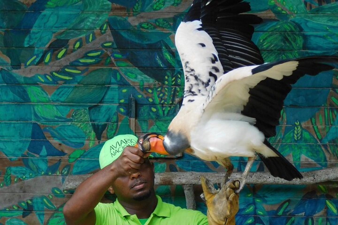 Full-day birdwatching tour with a visit to Barú Island
