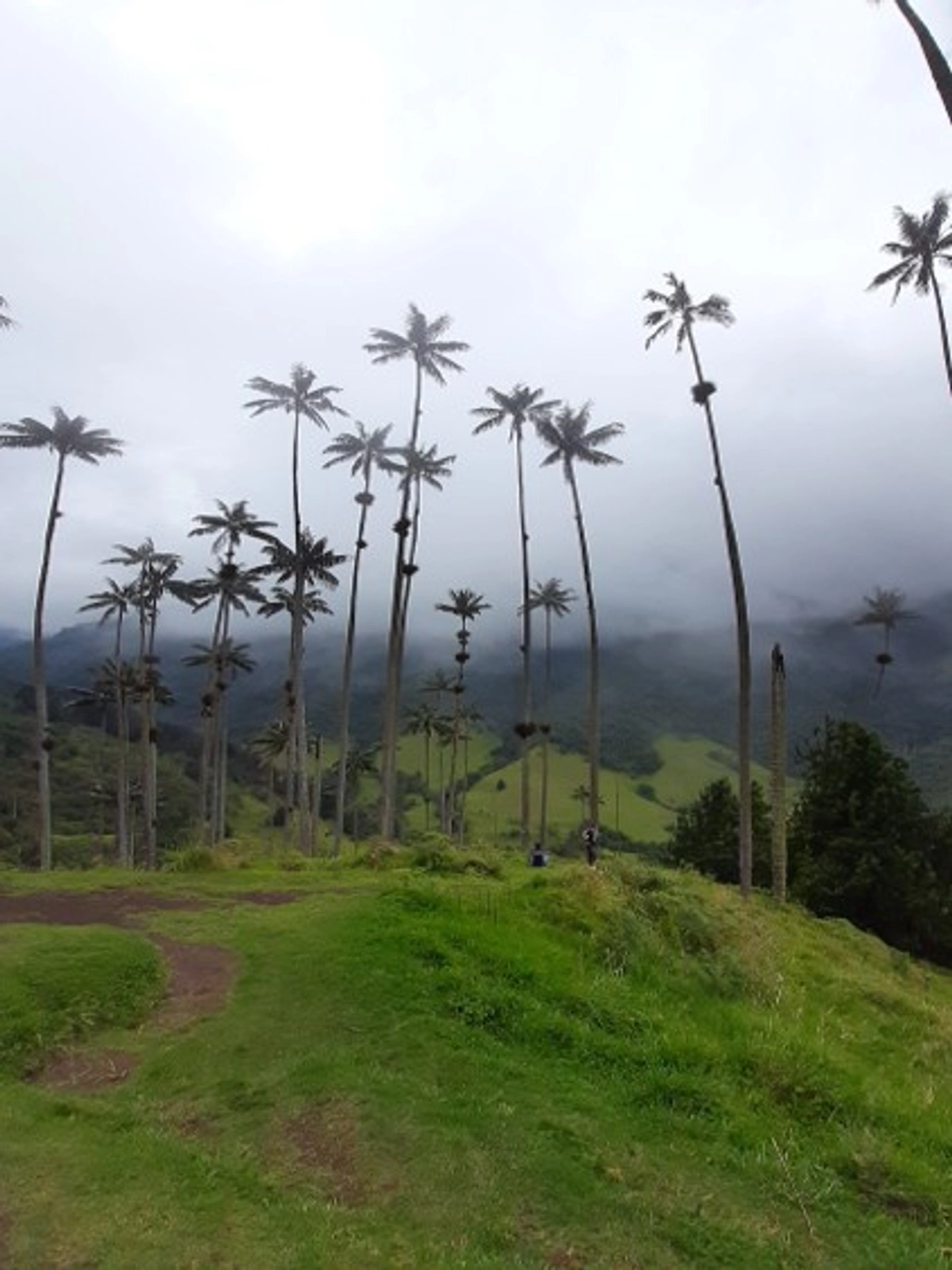 Caminata bosque Valle del Cocora transporte privado o compartido