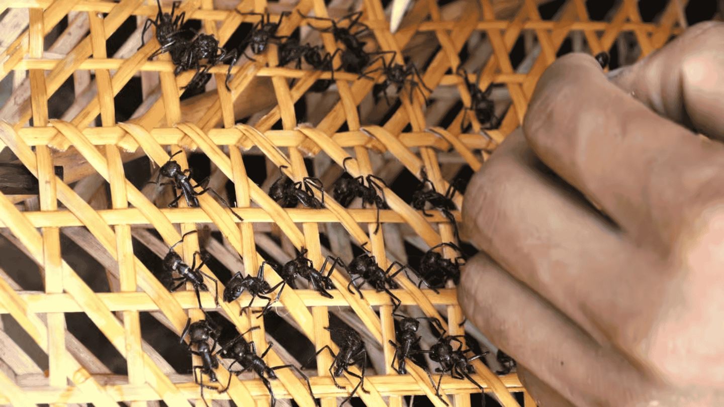 De Manaus: Viagem de 1 dia para o Ritual da Tribo das Formigas da Tucandeira