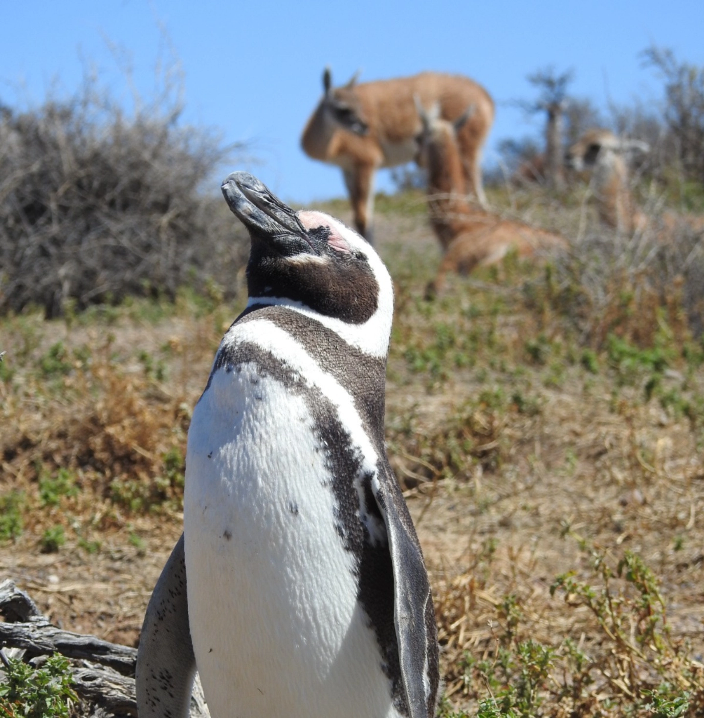Excursión a Pinguinera Punta Tombo e Isla Escondida