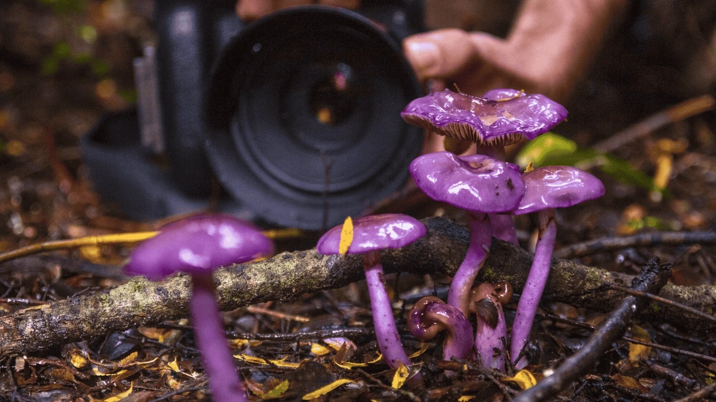 Postales del Bosque: Caminata e Ilustración