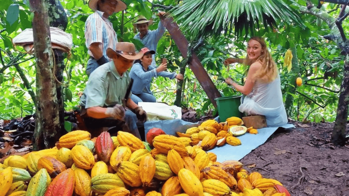 Experiencia Cacao Artesanal