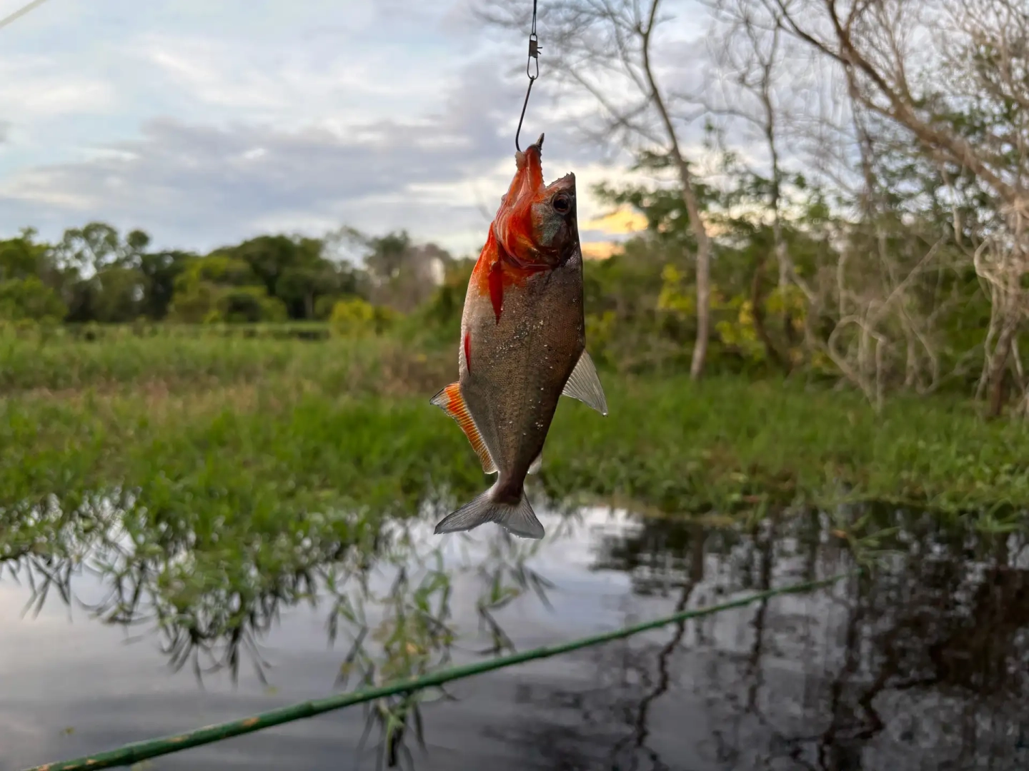 Pesca piranha e focagem do jacaré