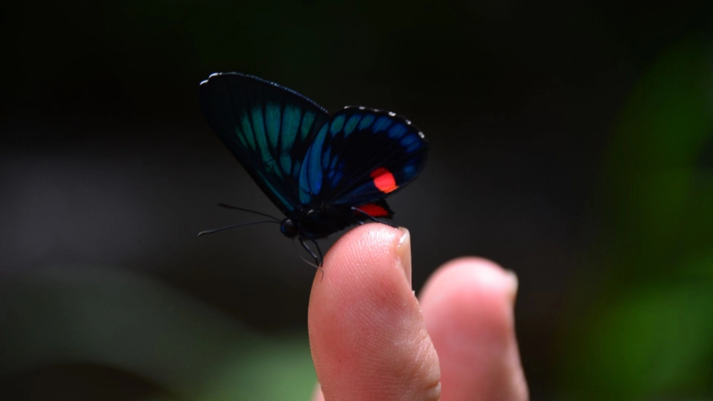 Tour de mariposas