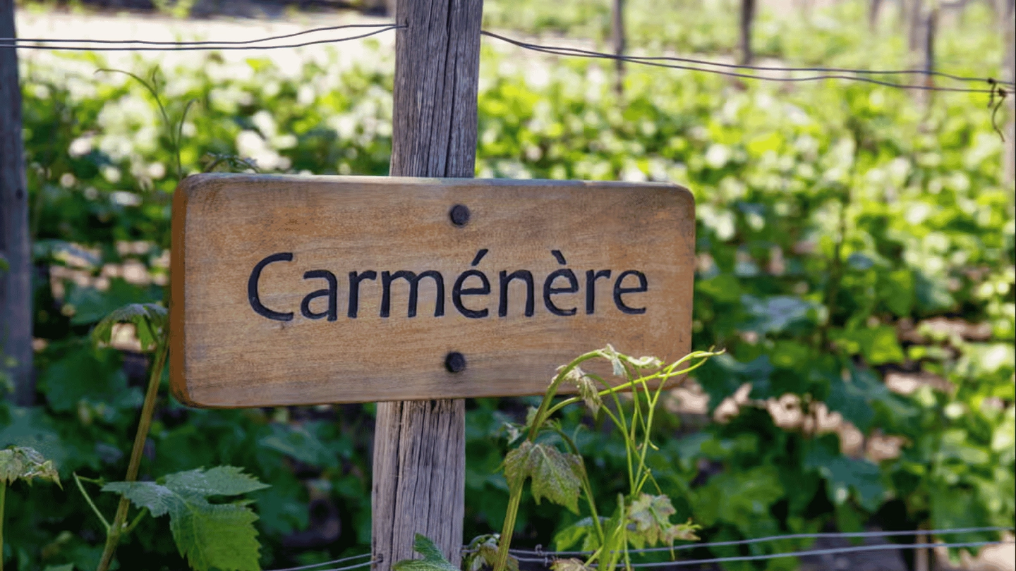 Tour del Carménère Viña Santa Rita
