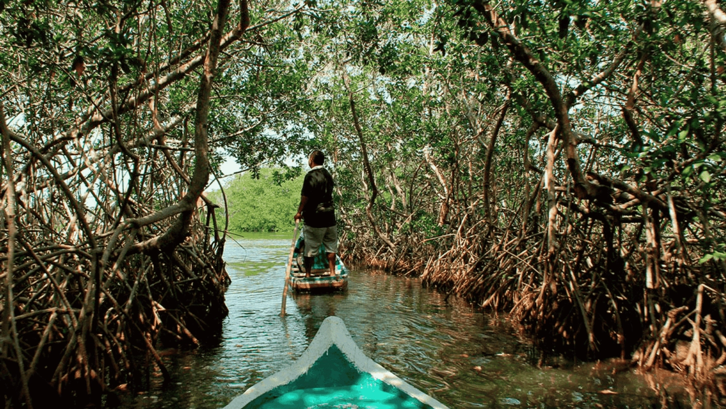 Tour por los Manglares de Cartagena
