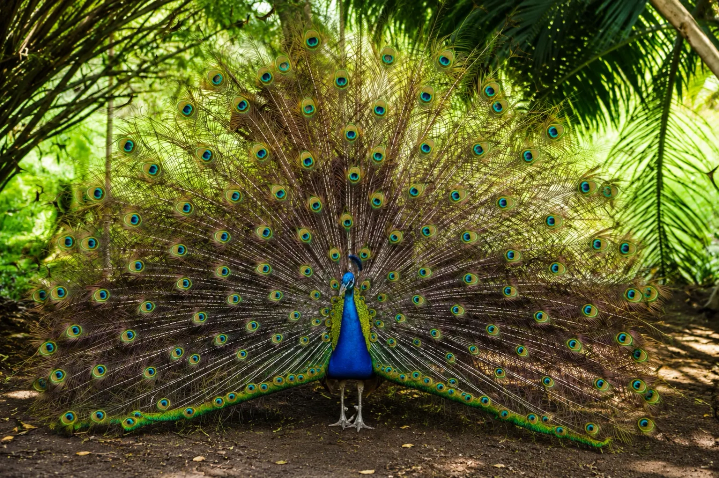 Entrada y Recorrido por el Aviario Nacional