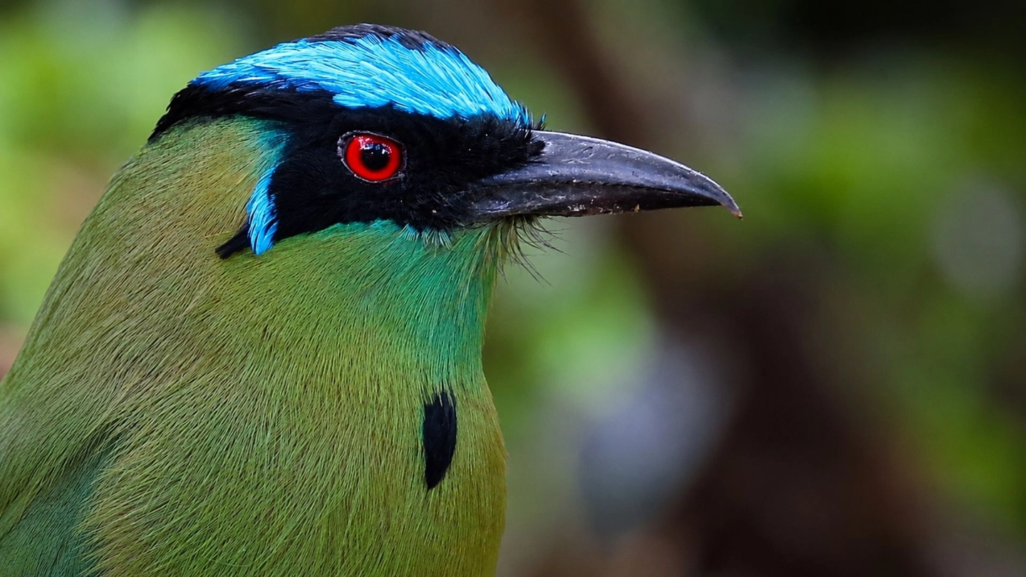 Tour especializado de aves