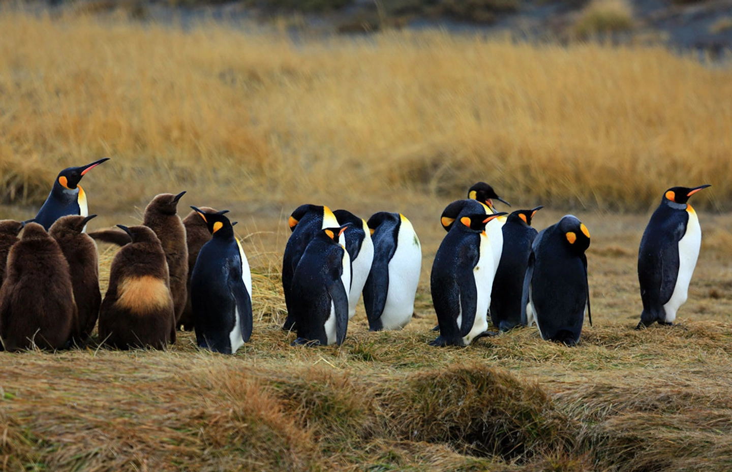 Parque Pinguino Rey y Tierra del Fuego