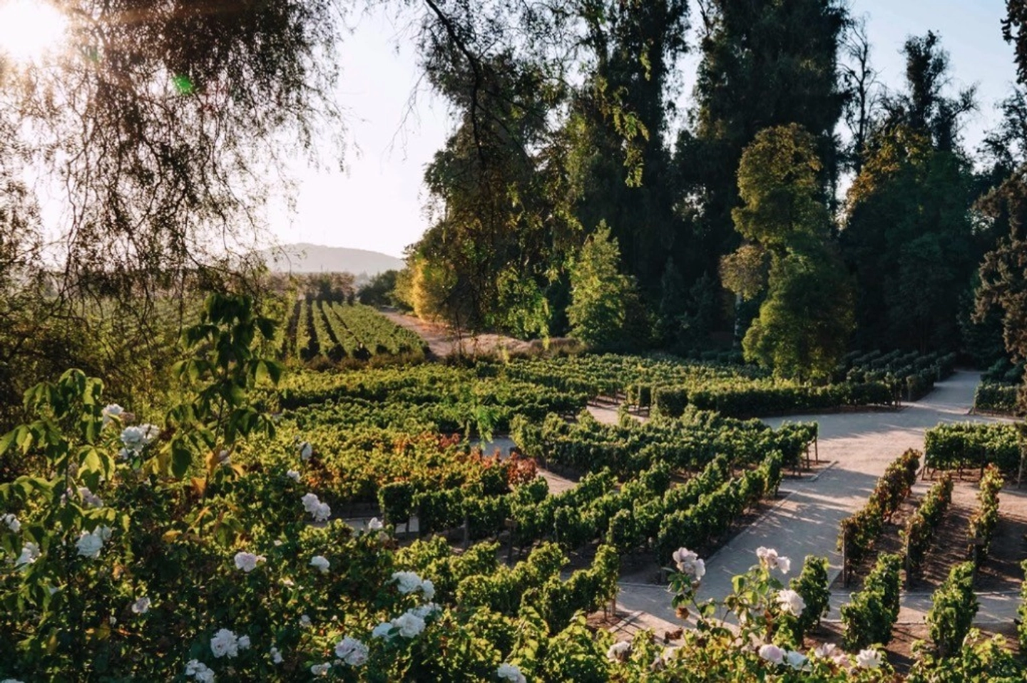 Experiencia Cellar Collection: Vinos Íconos y Tour Sensorial en Concha y Toro