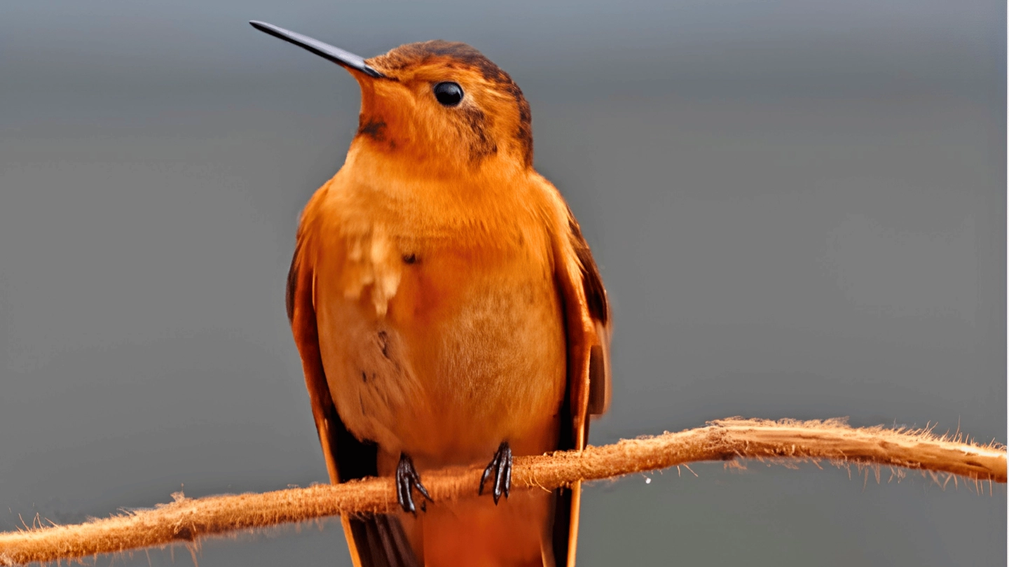 Avistamiento de Aves Dona Dora el Queremal