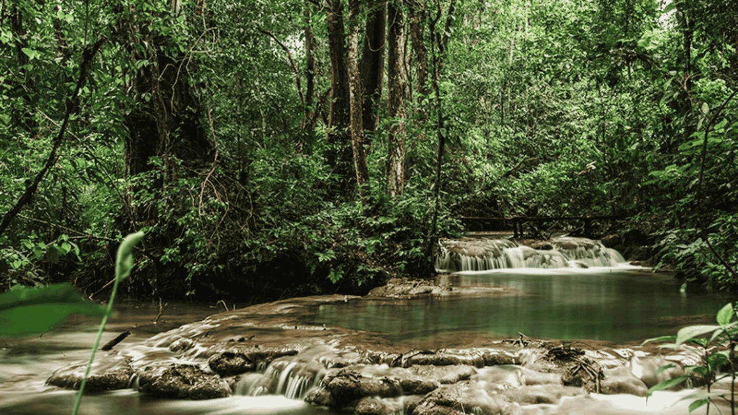 SENDERO EN LA SELVA LACANDONA