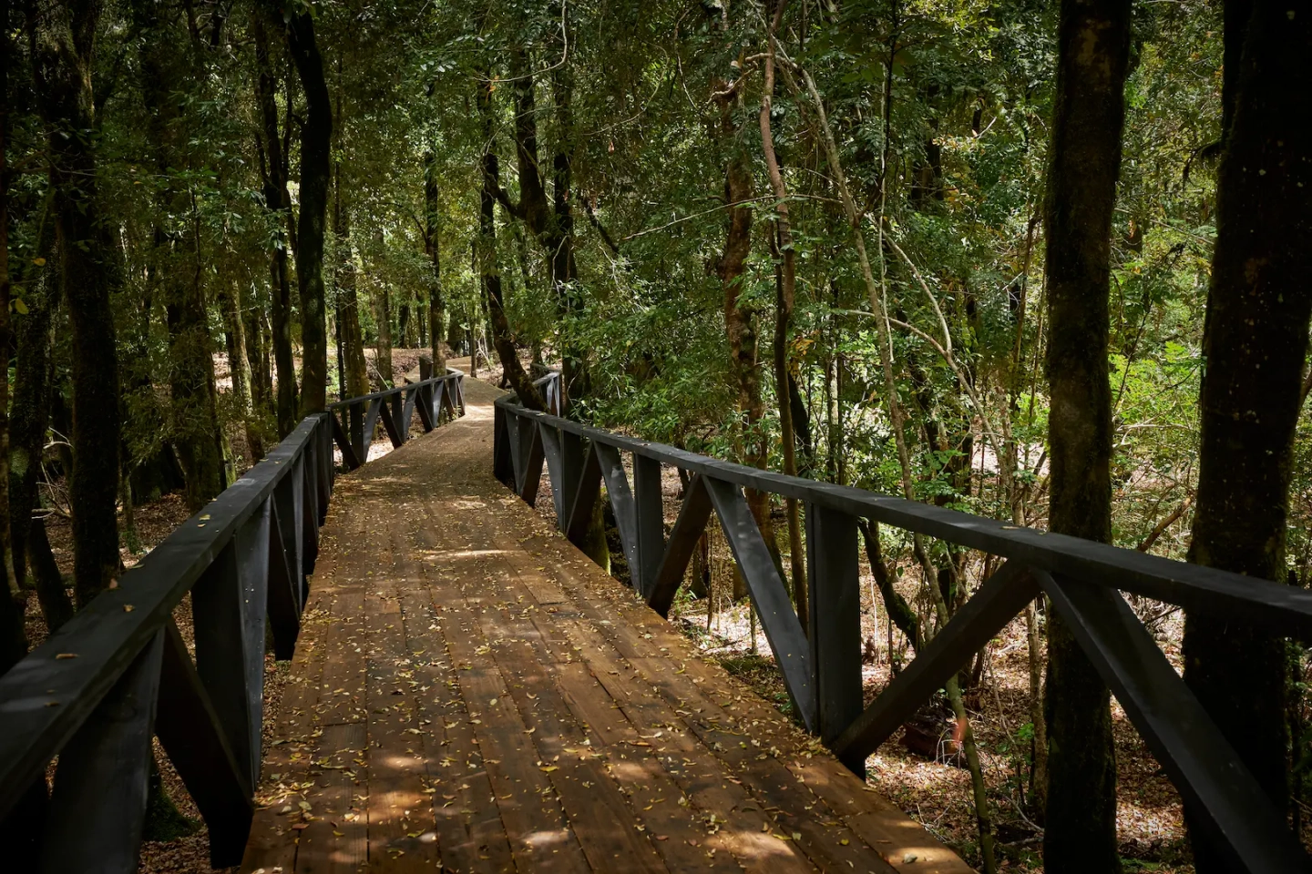 Entrada Parque Neltume con Sendero Autoguiado en Bosque Valdiviano