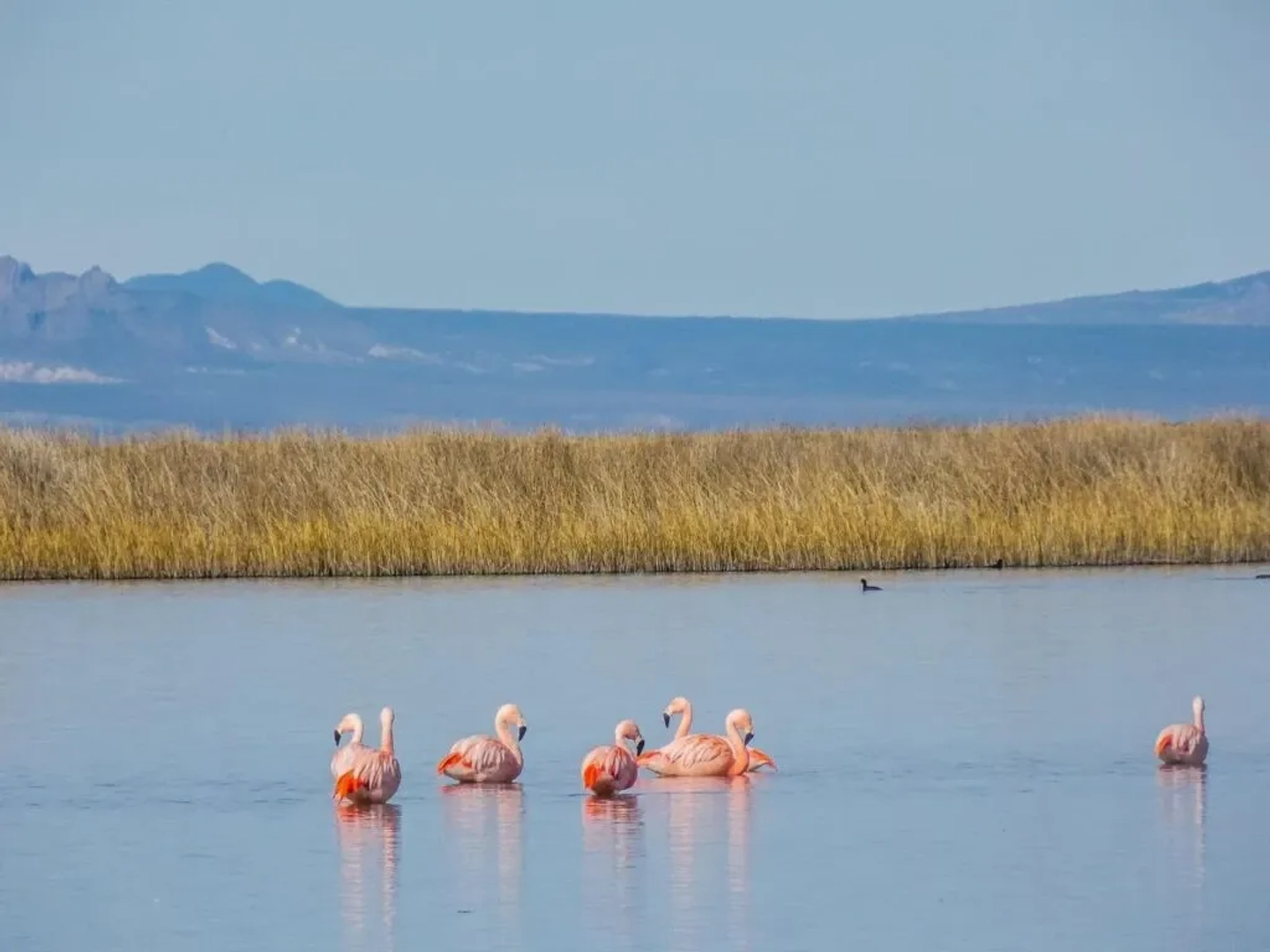 Excursión descubriendo la Laguna de Llancanelo