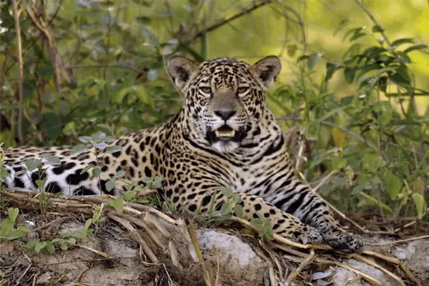 Safári Tour Pantanal