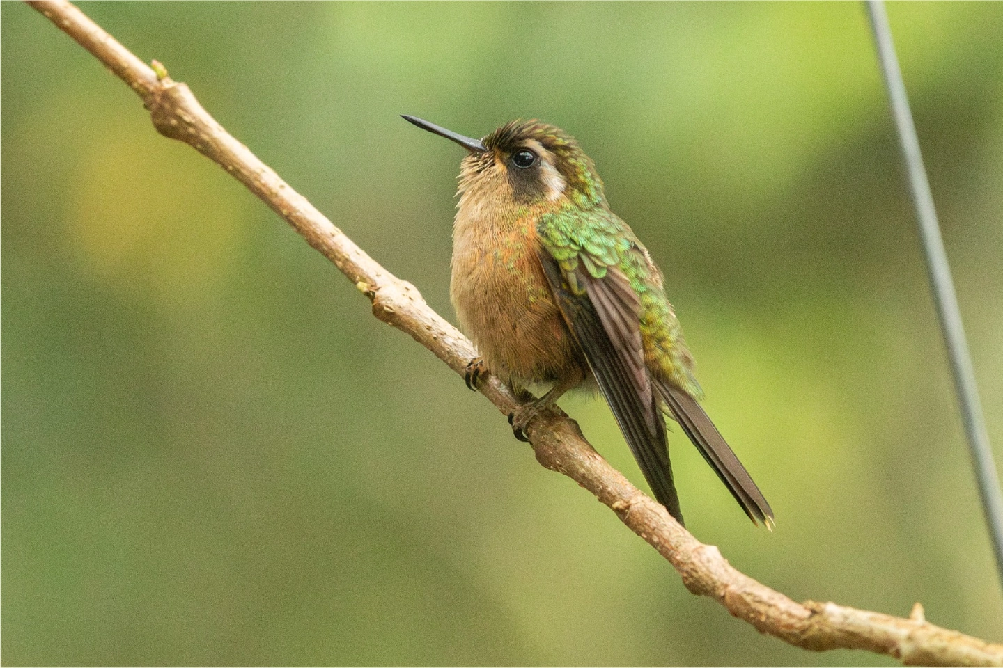 AVISTAMIENTO DE AVES