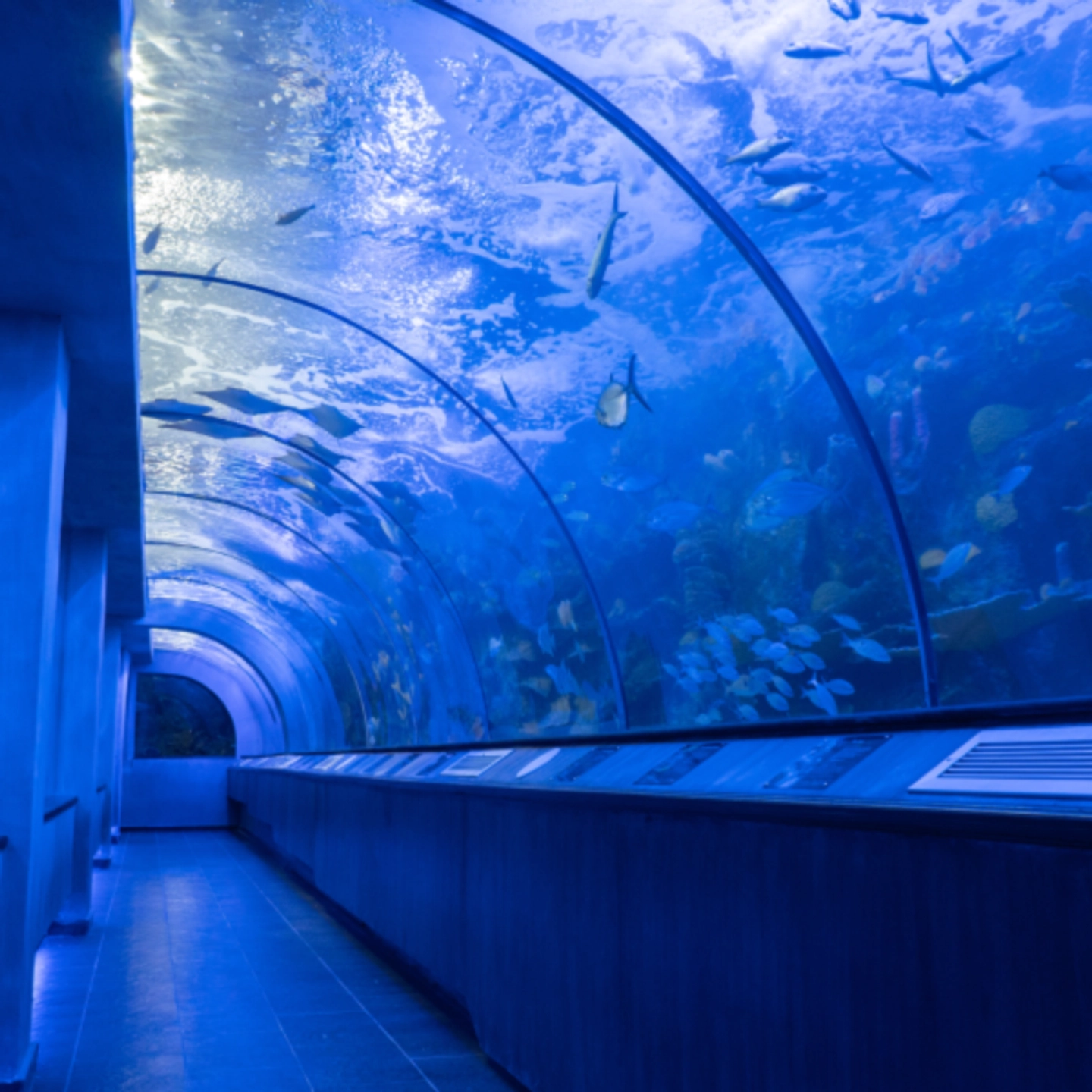 playa blanca y acuario