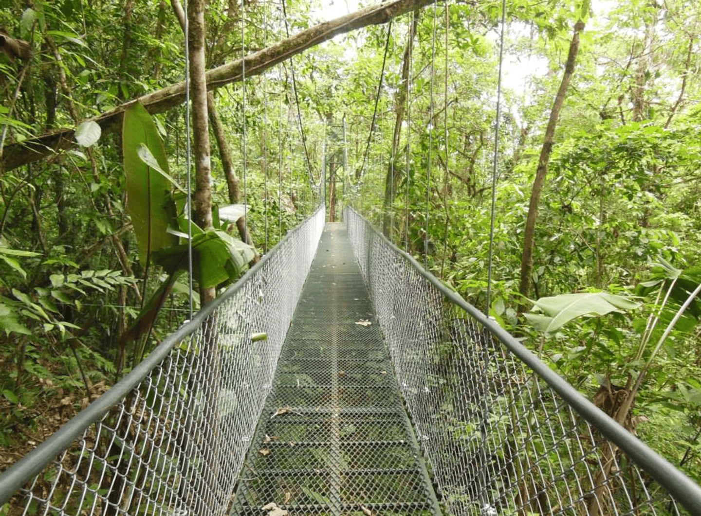 Tirolesas o Puentes Colgantes en el Bosque del Parque de Aventuras San Luis