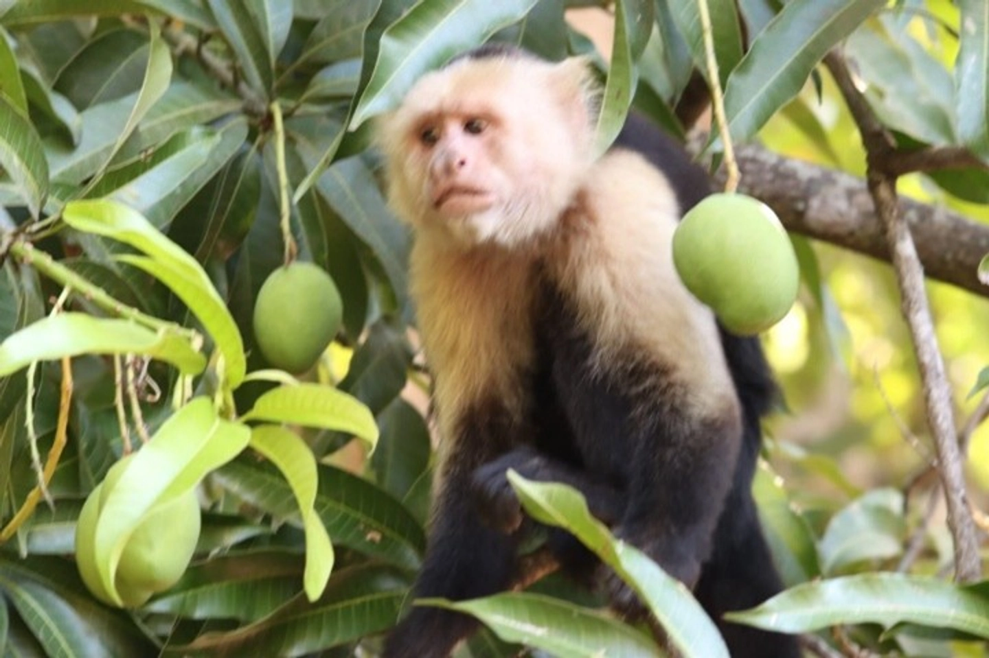Manuel Antonio National Park Tour
