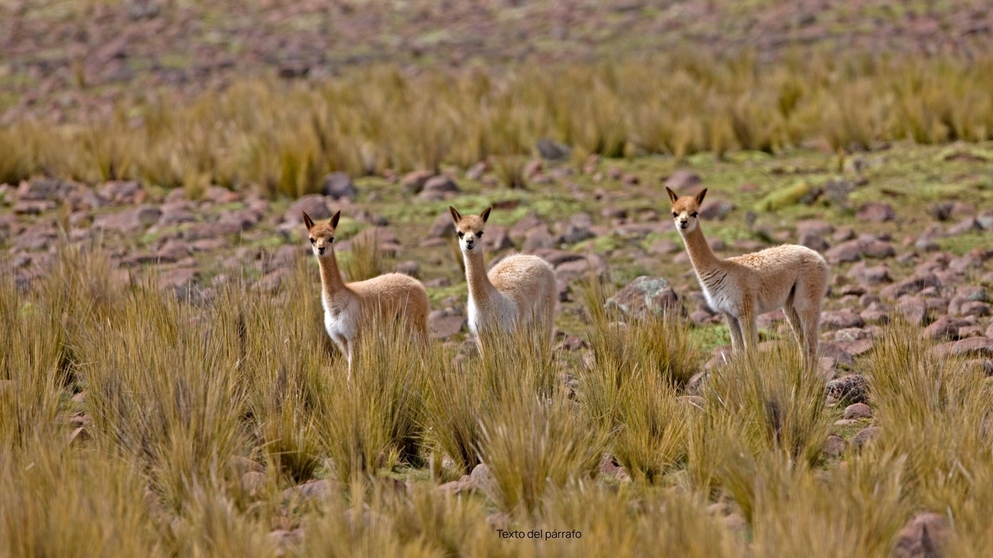 Tour a la Reserva Nacional Pampa Galeras en Perú