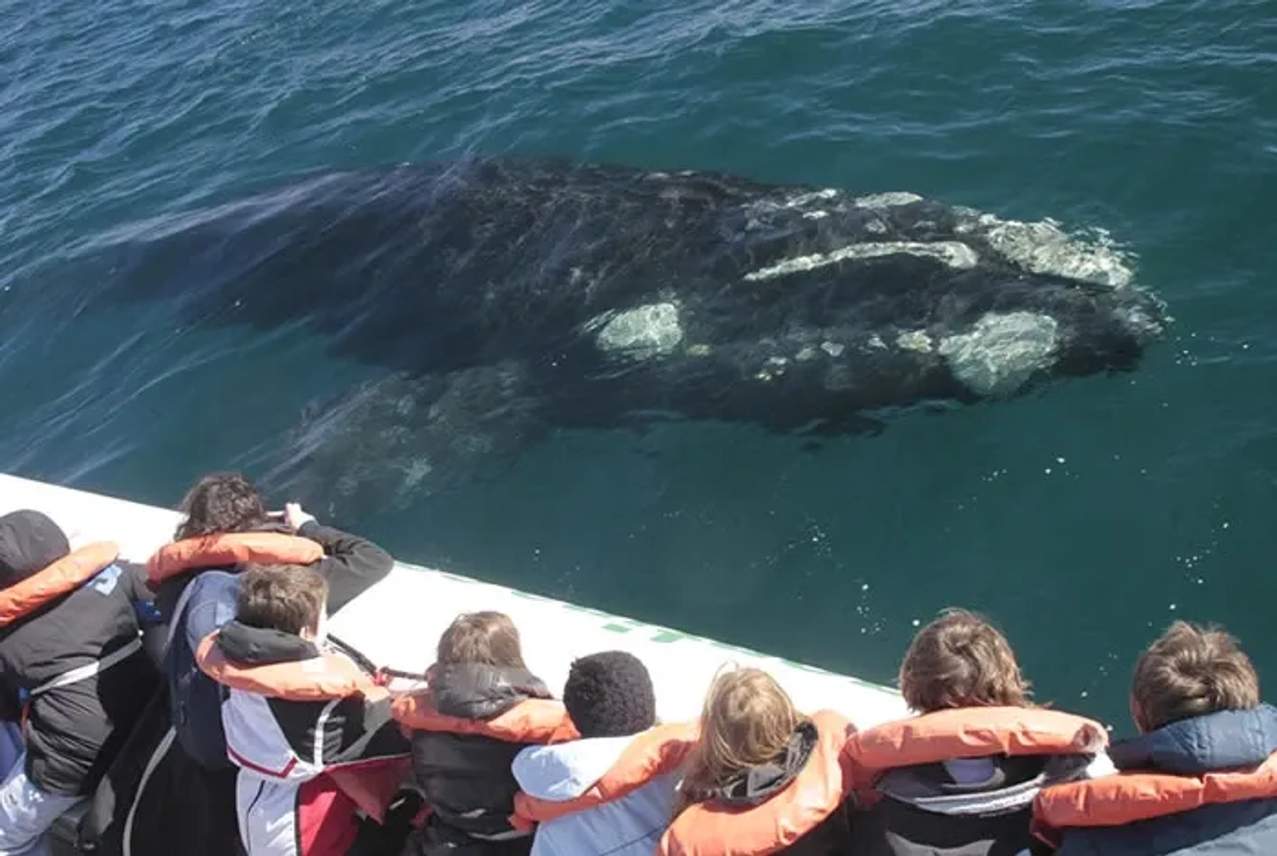 Navegación con Avistaje Embarcado de Ballenas