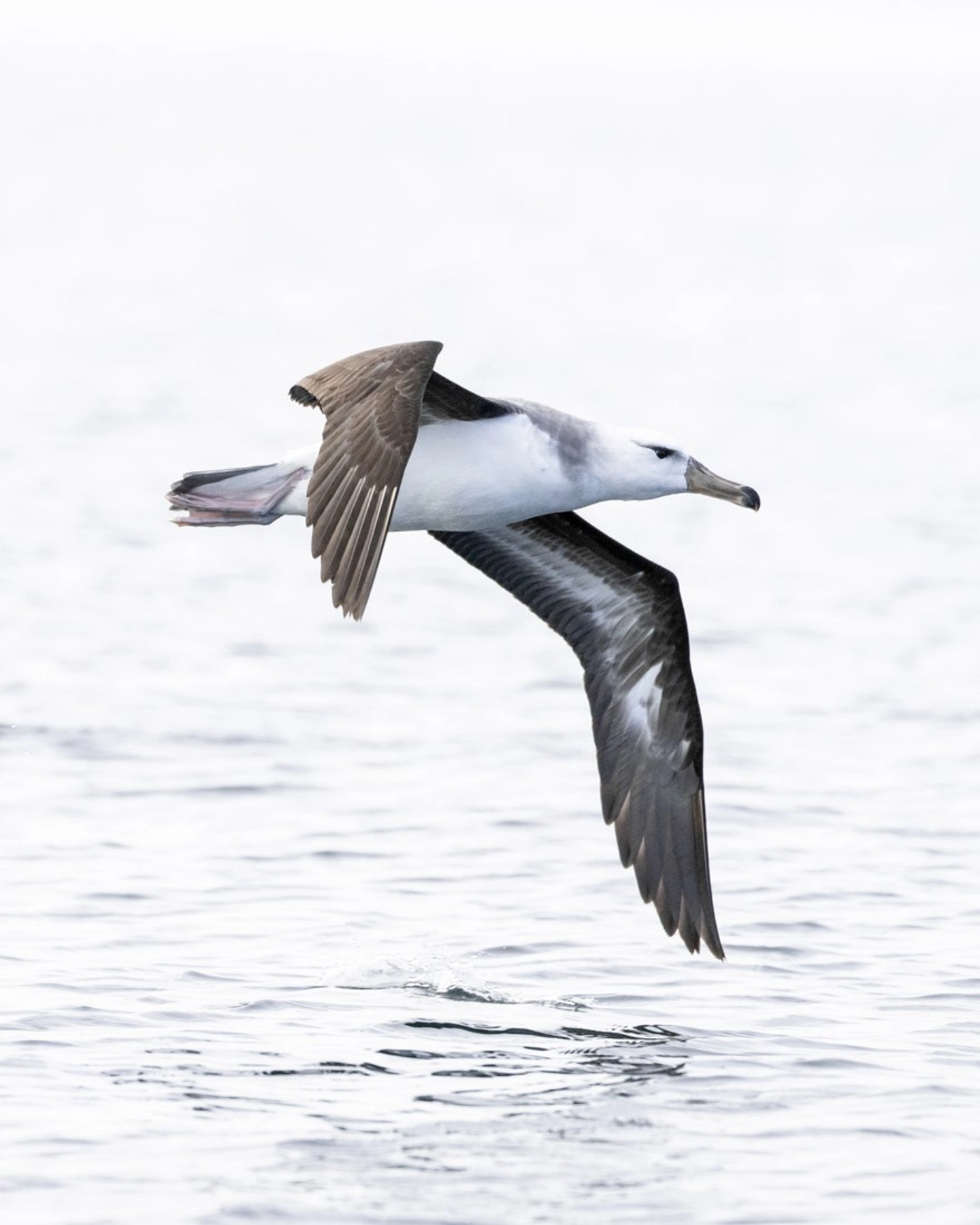Navegación pelágica en el estrecho de Magallanes